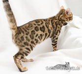 Leopardkatzen Zucht